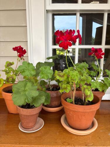 Potted Red Geranium Plants
