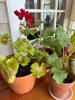 Potted Red Geranium Plants - 2