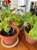 Potted Red Geranium Plants - 4