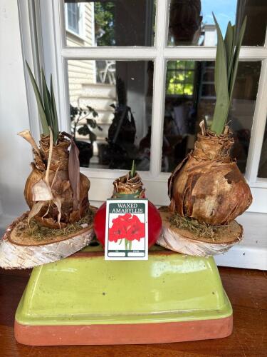 Trio of Amaryllis Bulbs with Planter