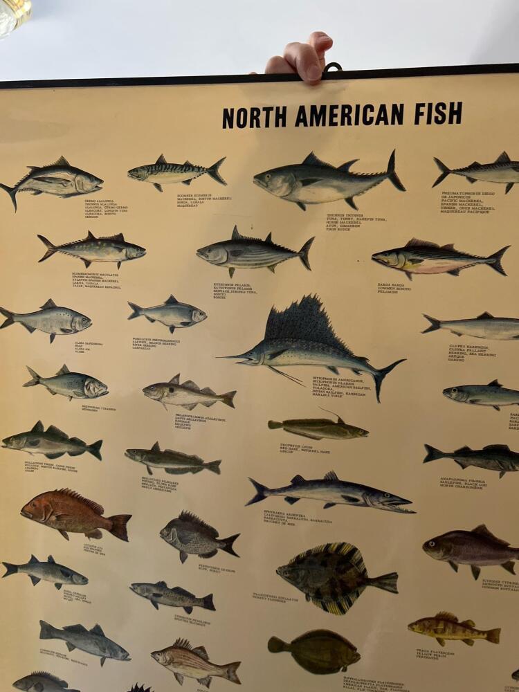 Vintage North American Fish Chart Lithograph, Denmark | FULL HOUSE ...