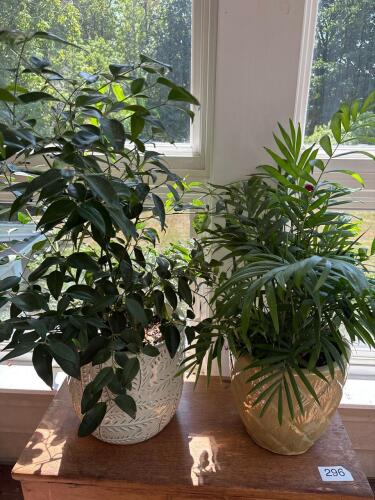 Ceramic Planters with Indoor Foliage Plants