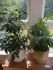 Ceramic Planters with Indoor Foliage Plants