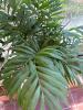 Ceramic Planters with Indoor Foliage Plants - 4