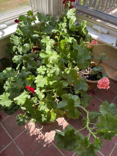 Three Geranium Plants