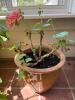 Three Geranium Plants - 4