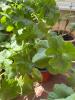 Three Geranium Plants - 6