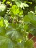 Three Geranium Plants - 7