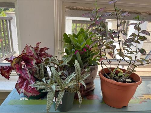 Four Potted Houseplants