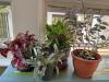 Four Potted Houseplants