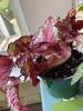 Four Potted Houseplants - 2
