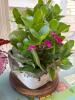 Four Potted Houseplants - 5