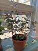 Four Potted Houseplants - 6