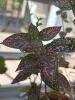 Four Potted Houseplants - 7