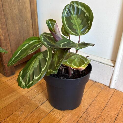 Calathea Medallion Potted Plant