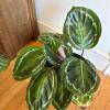 Calathea Medallion Potted Plant - 2