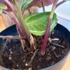 Calathea Medallion Potted Plant - 3