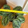 Calathea Medallion Potted Plant - 5