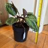 Calathea Medallion Potted Plant - 6