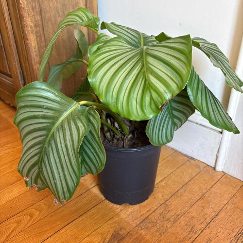 Calathea Orbifolia Potted Houseplant