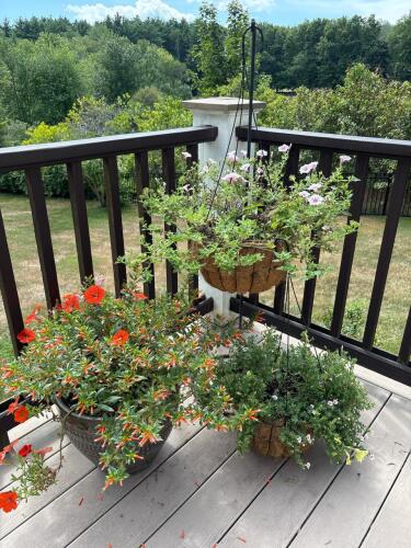 Decorative Outdoor Planters with Flowering Plants