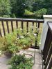 Decorative Outdoor Planters with Flowering Plants - 2
