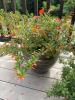 Decorative Outdoor Planters with Flowering Plants - 3