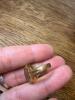10K 1955 Belmont High School Gold Class Ring - 2