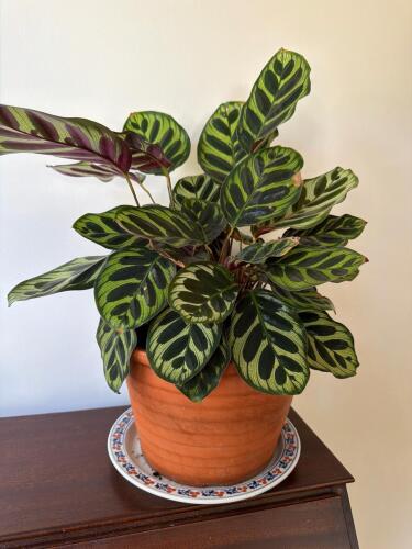 Prayer Plant in Terracotta Pot