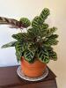 Prayer Plant in Terracotta Pot
