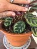 Prayer Plant in Terracotta Pot - 2