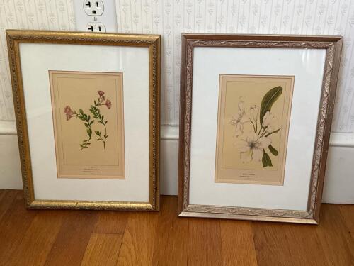 10" x 13" Pair of Framed Botanical Wall Art in Traditional Style