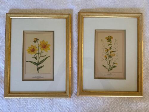 10" x 13" Pair of Framed Botanical Prints in Gilt Frames