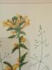 10" x 13" Pair of Framed Botanical Prints in Gilt Frames - 2