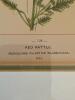 10" x 13" Pair of Framed Botanical Prints in Gilt Frames - 3
