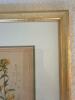 10" x 13" Pair of Framed Botanical Prints in Gilt Frames - 4