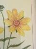 10" x 13" Pair of Framed Botanical Prints in Gilt Frames - 5