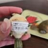 Pair of Ganz Bird Figurines With tray and Doll - 3