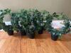 Five Artificial Potted Ivy Topiary Plants