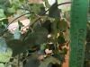 Five Artificial Potted Ivy Topiary Plants - 6