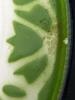Hand-Painted Enamel Plate With Floral Design - 4