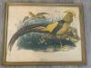 18.5"x23.5" Framed Golden Pheasant Natural History Print in Gilt Frame