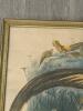 18.5"x23.5" Framed Golden Pheasant Natural History Print in Gilt Frame - 2
