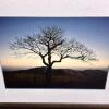 Framed Lighthouse & Tree Landscape Photographs, 13"x15" and 13"x17" - 2