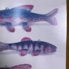 Framed Ice Fishing Lure Wall Art, 10"x12" - 3