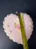 Fenton Handpainted Heart-Shaped Pink Glass Trinket Box - 6