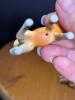 Porcelain Miniature Breyer Horse Figurines - 3