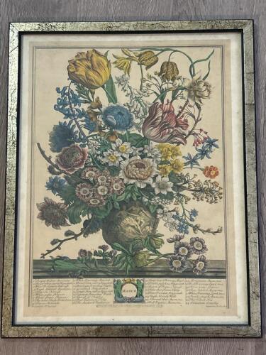 15&rdquo;x19&rdquo; Framed Botanical Flower Print, March, in the 18th Century Style