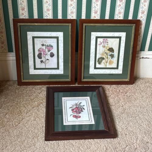 Trio of Framed Botanical Prints 13.25"x15.5"