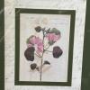 Trio of Framed Botanical Prints 13.25"x15.5" - 5